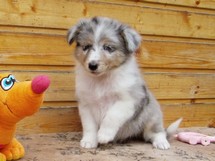 puppies