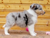 puppies