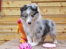 puppies
