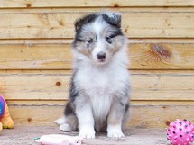 puppies