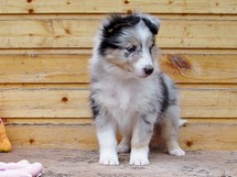 puppies