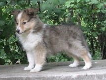 puppies