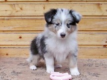 puppies