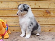 puppies