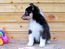 puppies
