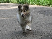 puppies