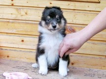puppies