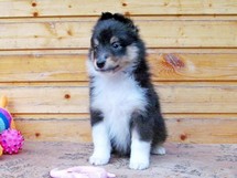 puppies