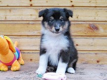 puppies