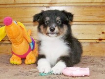 puppies