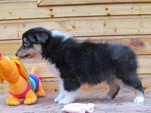 puppies