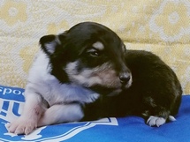 puppies