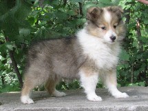 puppies