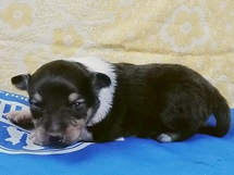 puppies