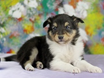 puppies