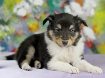 puppies