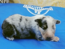 puppies