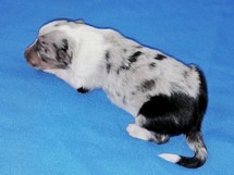 puppies
