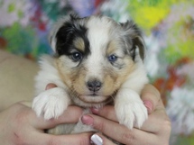 puppies