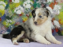 puppies