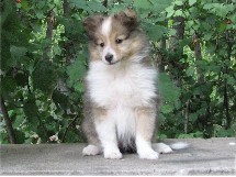 puppies