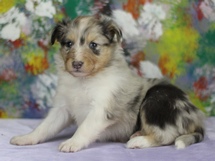 puppies