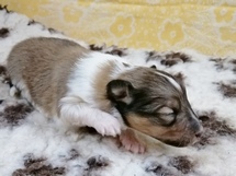 puppies