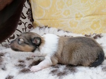 puppies