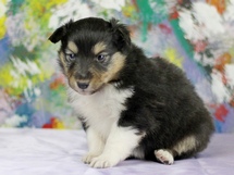 puppies