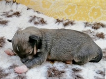 puppies