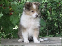 puppies