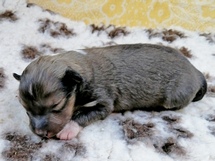 puppies