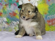 puppies