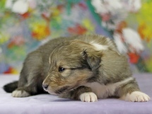 puppies