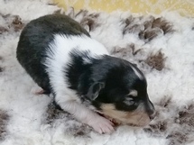 puppies
