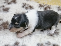 puppies
