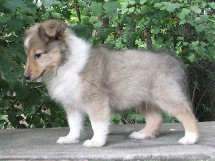 puppies