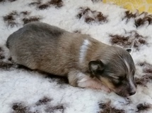 puppies