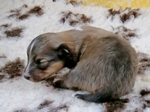 puppies