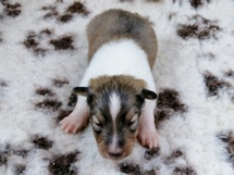 puppies