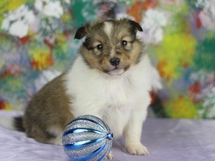 puppies