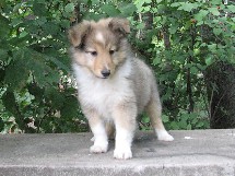 puppies