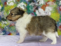puppies