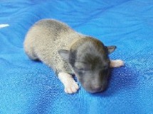 puppies