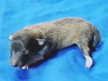 puppies