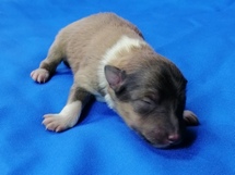 puppies