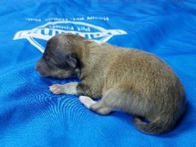 puppies