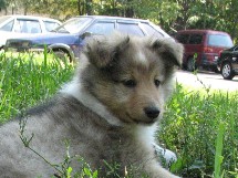 puppies