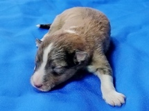 puppies
