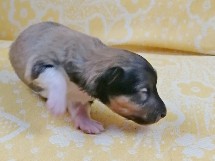 puppies